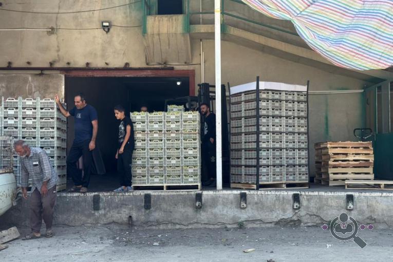 سردخانه و سورتینگ و باسکول نازلوچائی در ارومیه