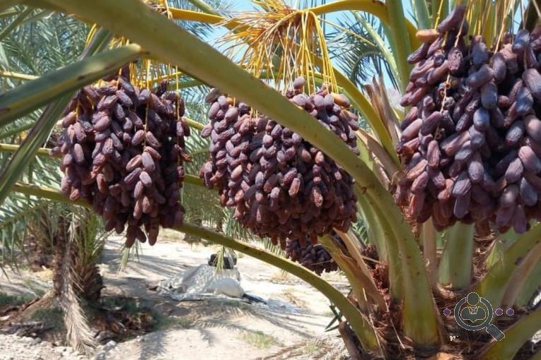 سردخانه و سورتینگ برمودا در حاجی آباد