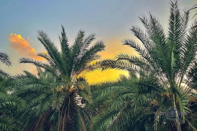 سردخانه و سورتینگ برمودا در حاجی آباد