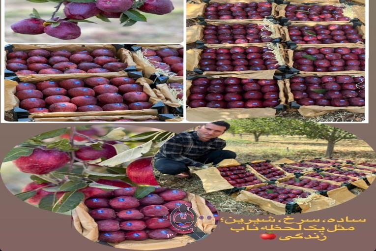سورتینگ و بسته بندی ملکی در مهاباد