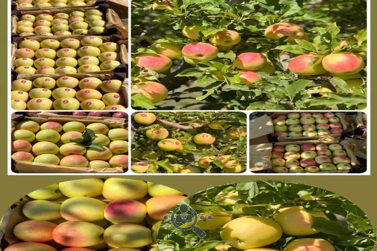 سورتینگ و بسته بندی ملکی در مهاباد